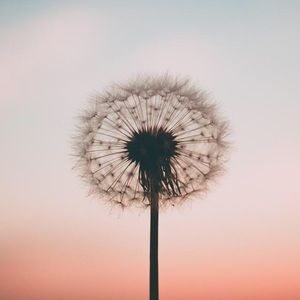 Meet your Posher, Regine